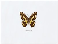 藏品(花鳳蝶)的圖片